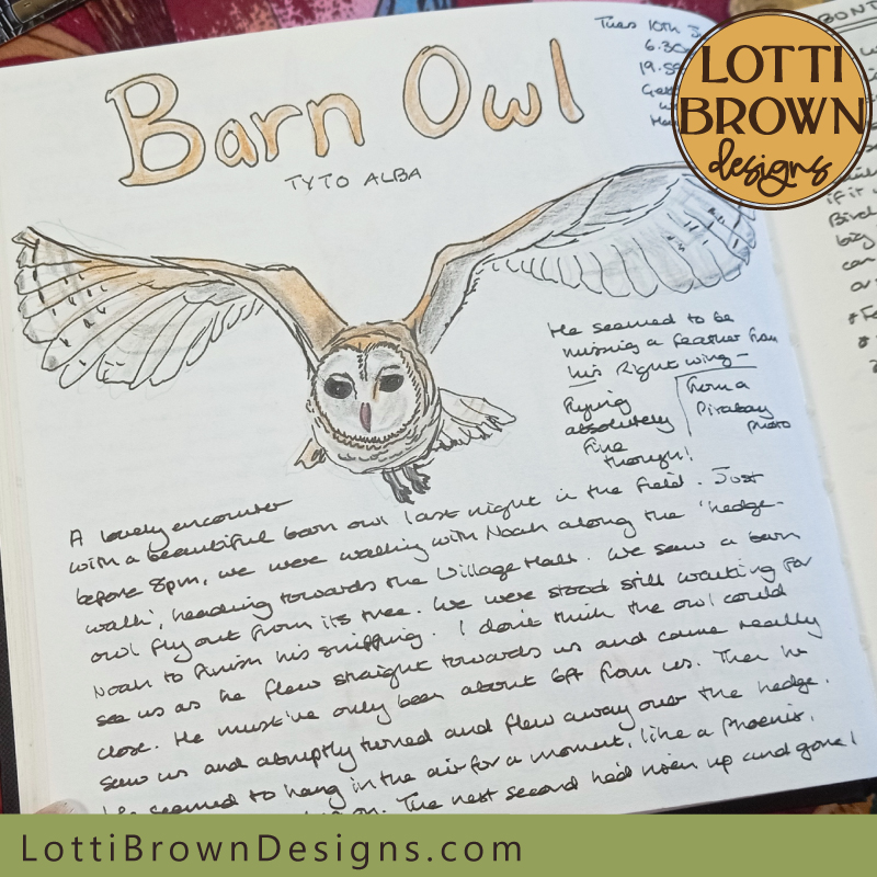 Barn owl in flight nature journal page