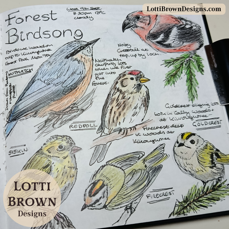 Nature journaling forest birdsong