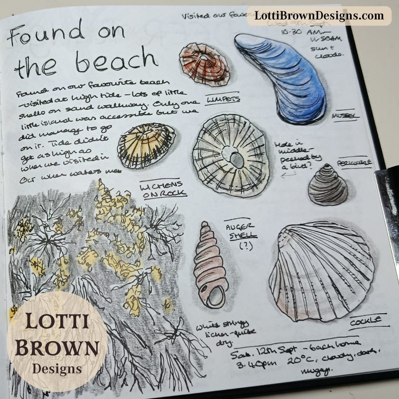 Beach finds nature journal page