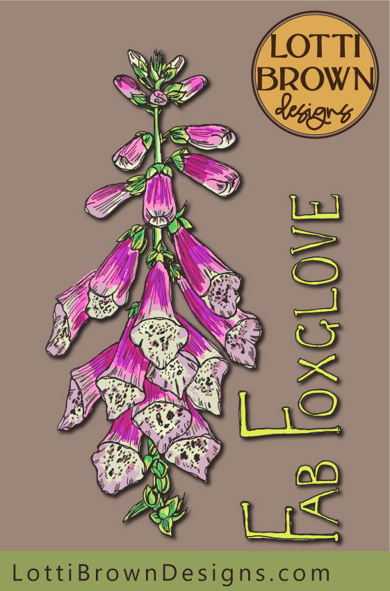 Fab Foxglove illustration by Lotti Brown