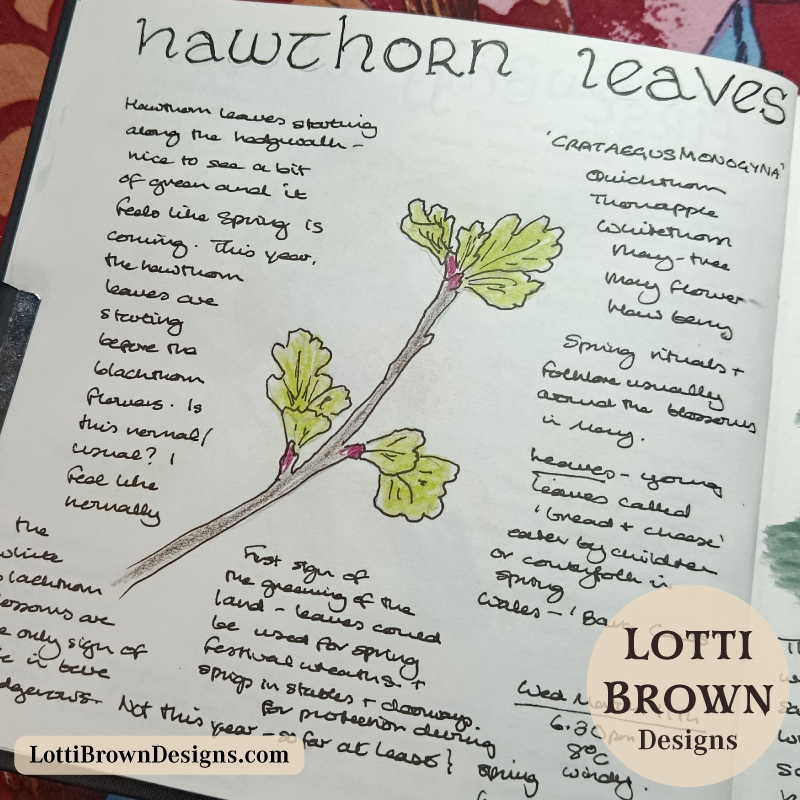 Fresh hawthorn leaves in March