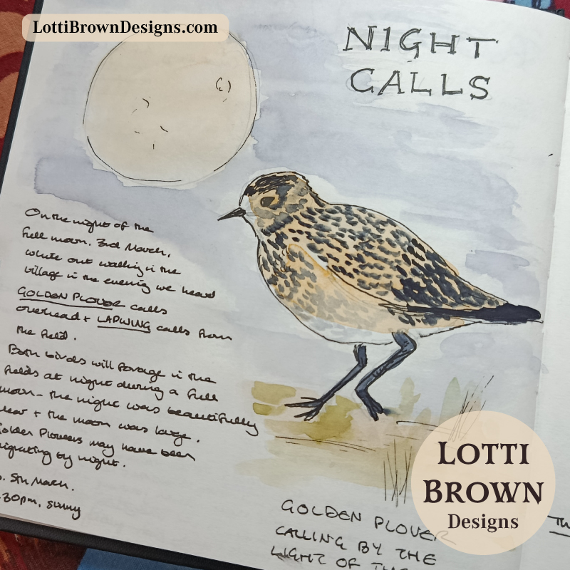 Full moon bird calls with golden plover and lapwing, UK