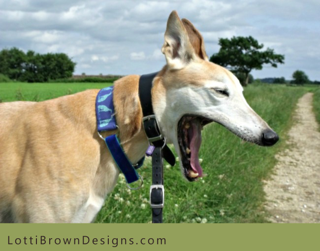Ginger in his special greyhound collar