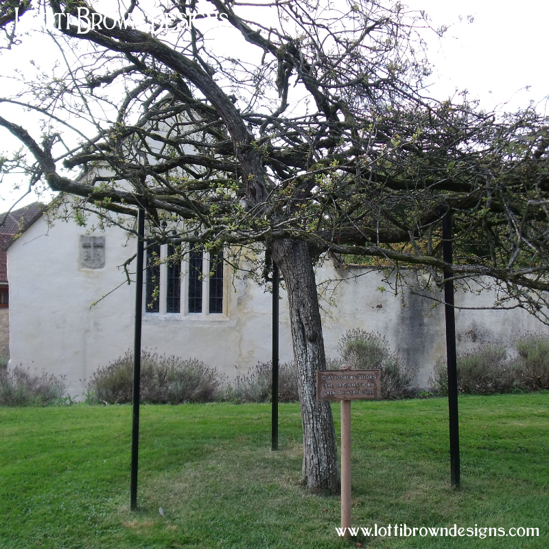 Glastonbury Thorn Glastonbury Abbey