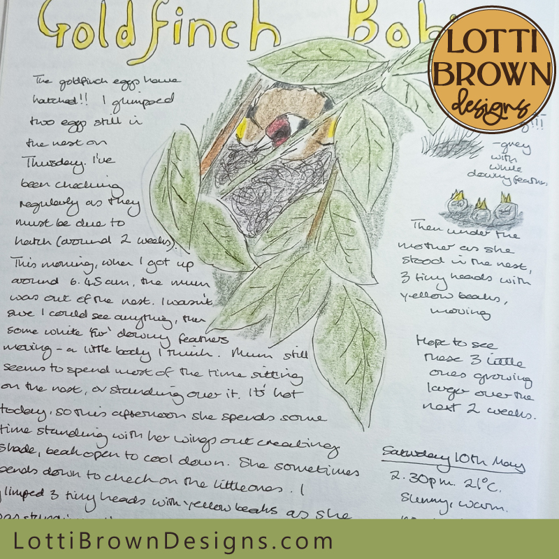 Goldfinch babies nature journal page