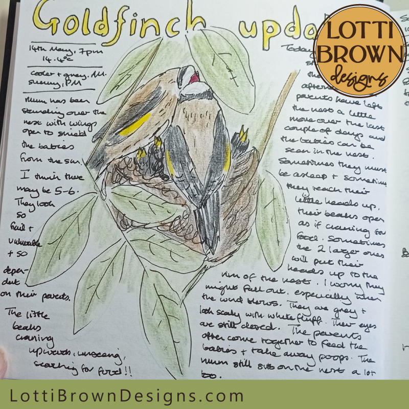 Goldfinch parents feeding the babies in the nest