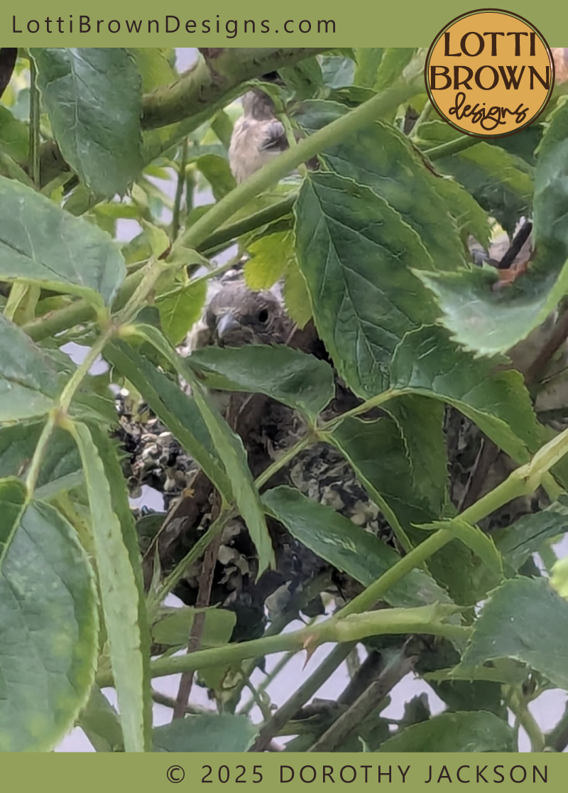 Goldfinch baby in nest - photo by Dorothy Jackson