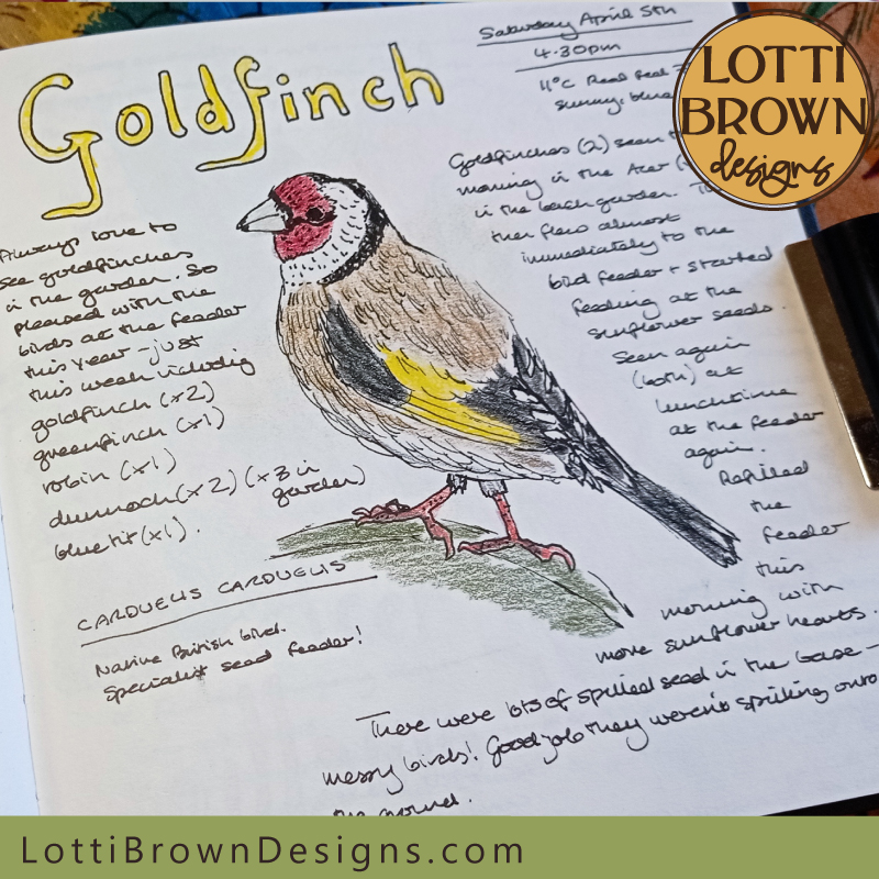 Goldfinch in my nature journal
