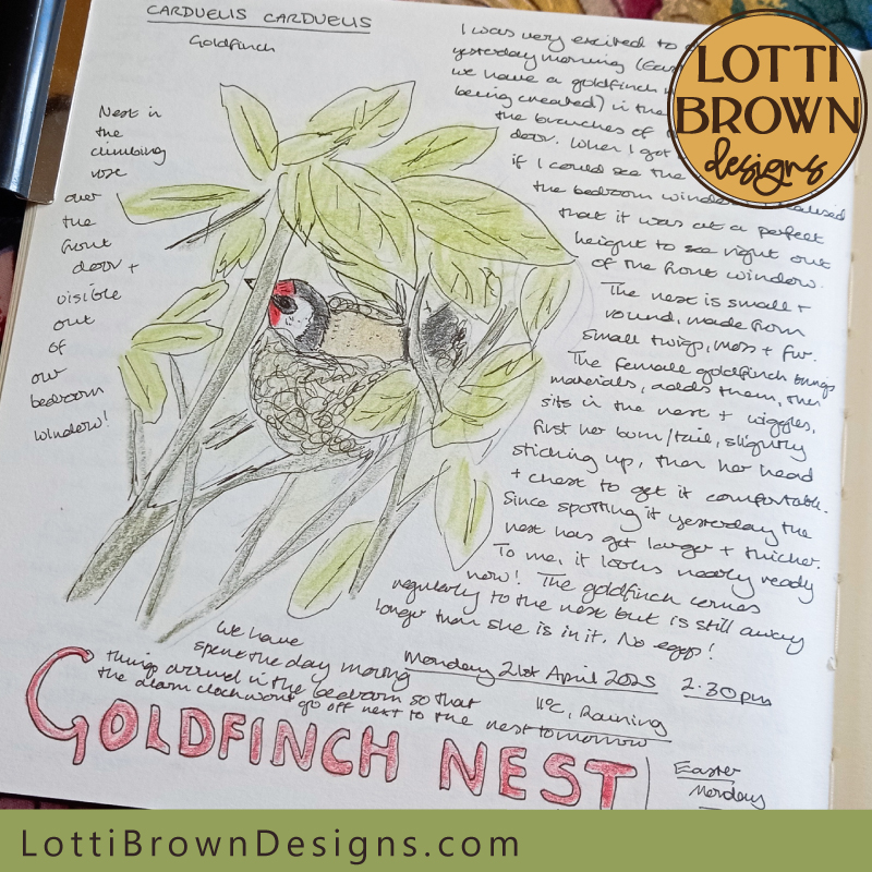 Goldfinch nest nature journal page