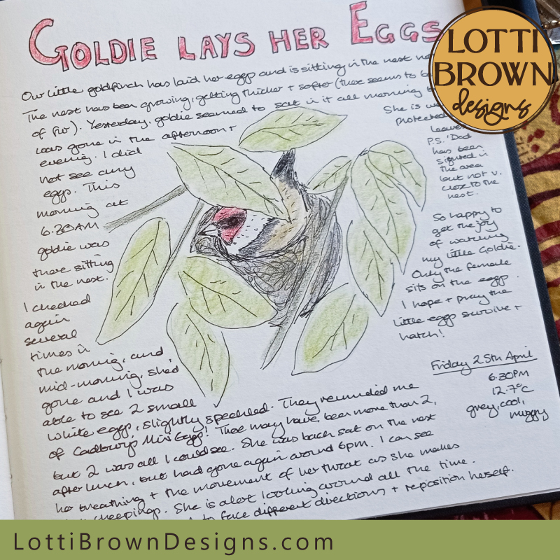 Goldfinch nesting nature journal page