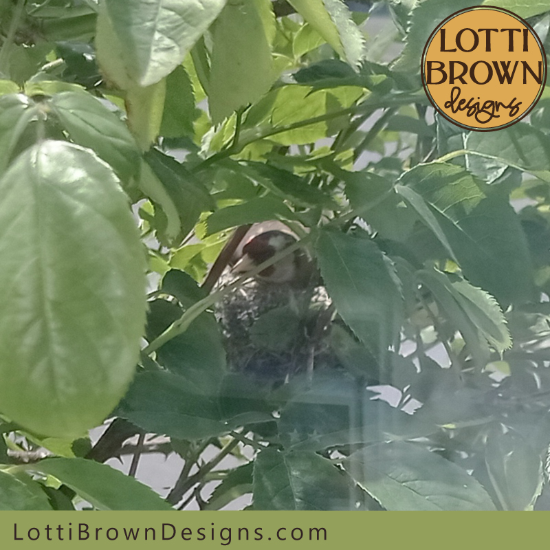 goldfinch nest photo 04