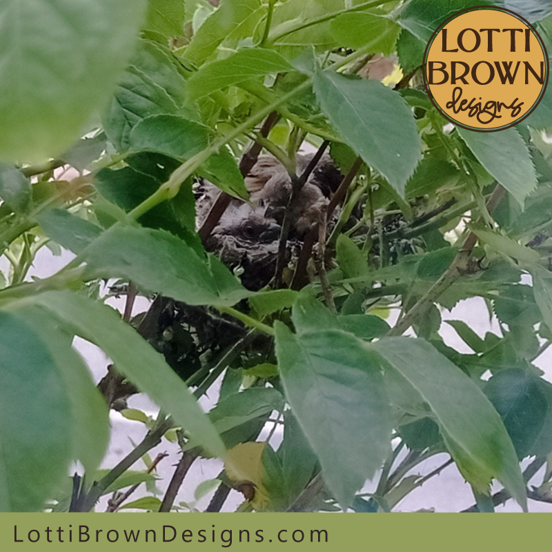 Goldfinch nest photo 05