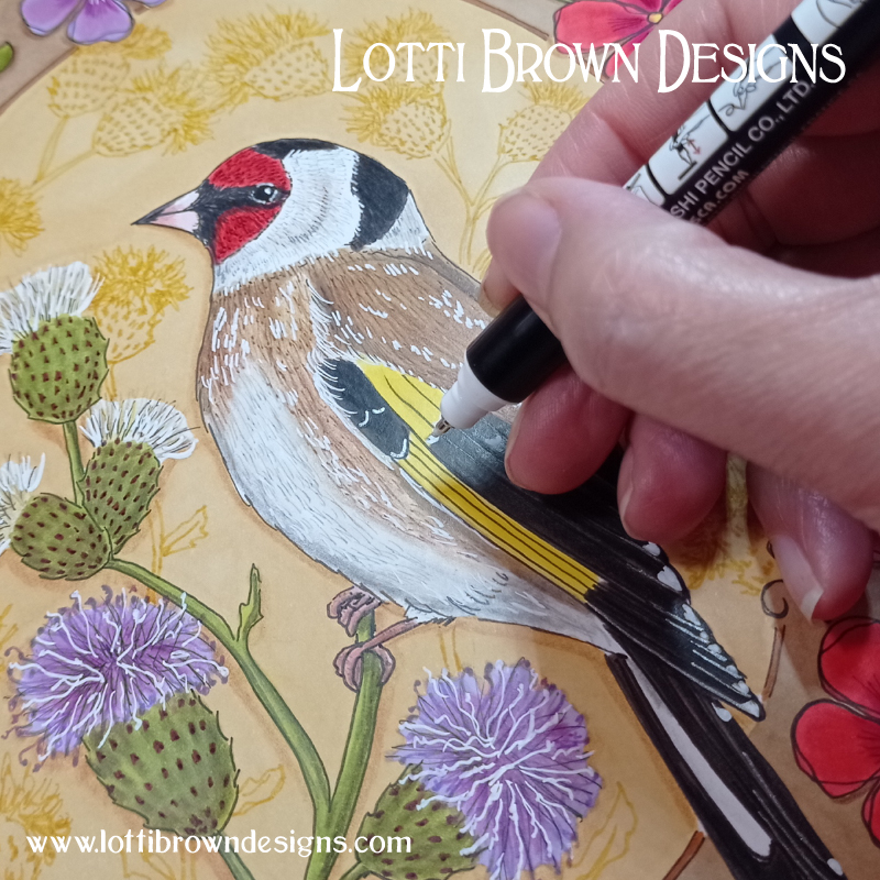 Goldfinch drawing work in progress