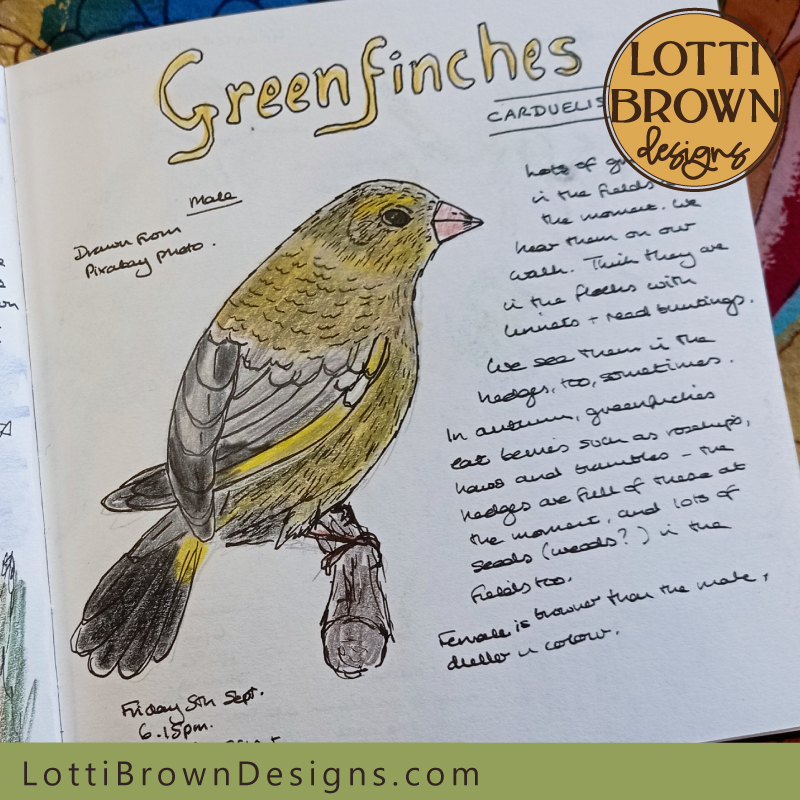 greenfinch sketch