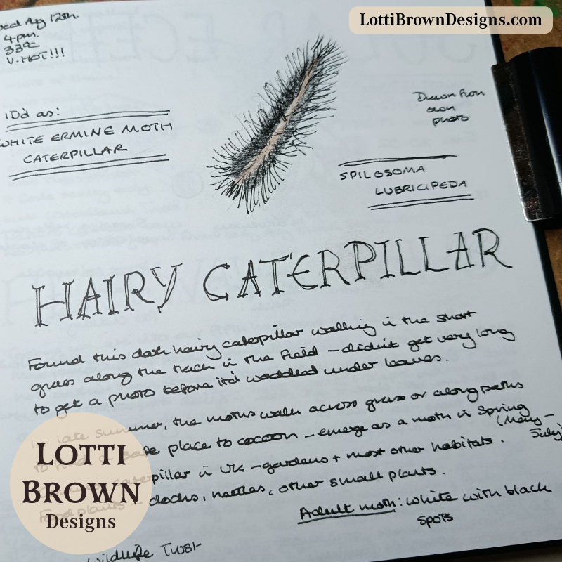 Hairy caterpillar