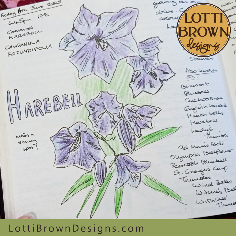 Harebell nature journal page