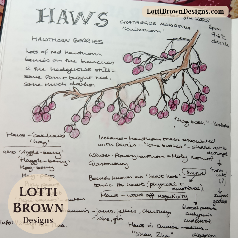 Winter hawthorn berries December nature journal page
