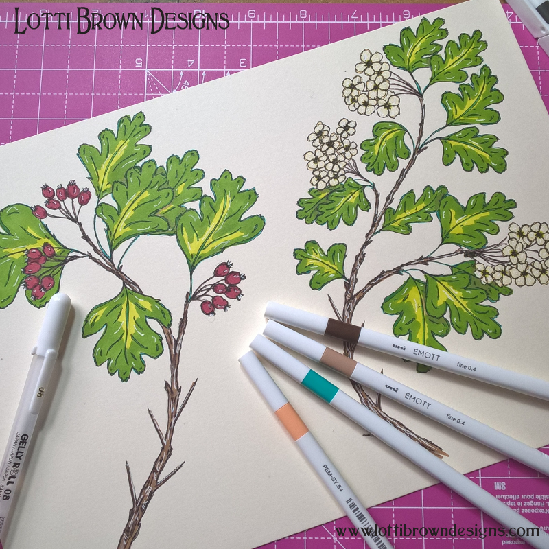 Hawthorn drawings
