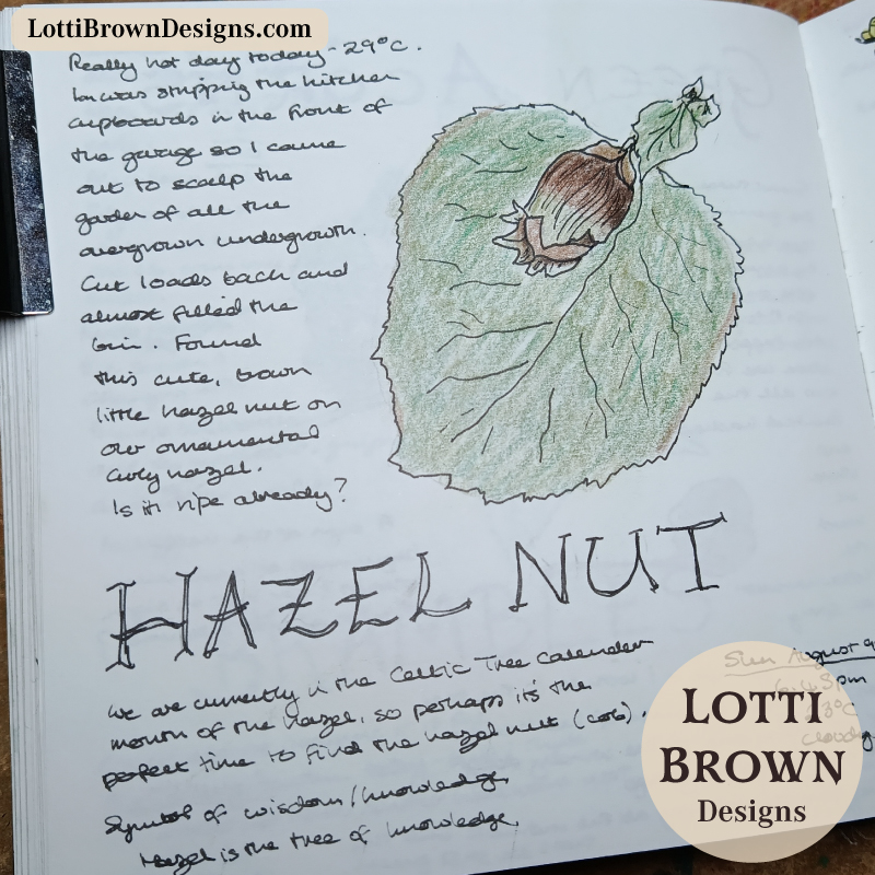 August hazelnut drawn in my nature journal