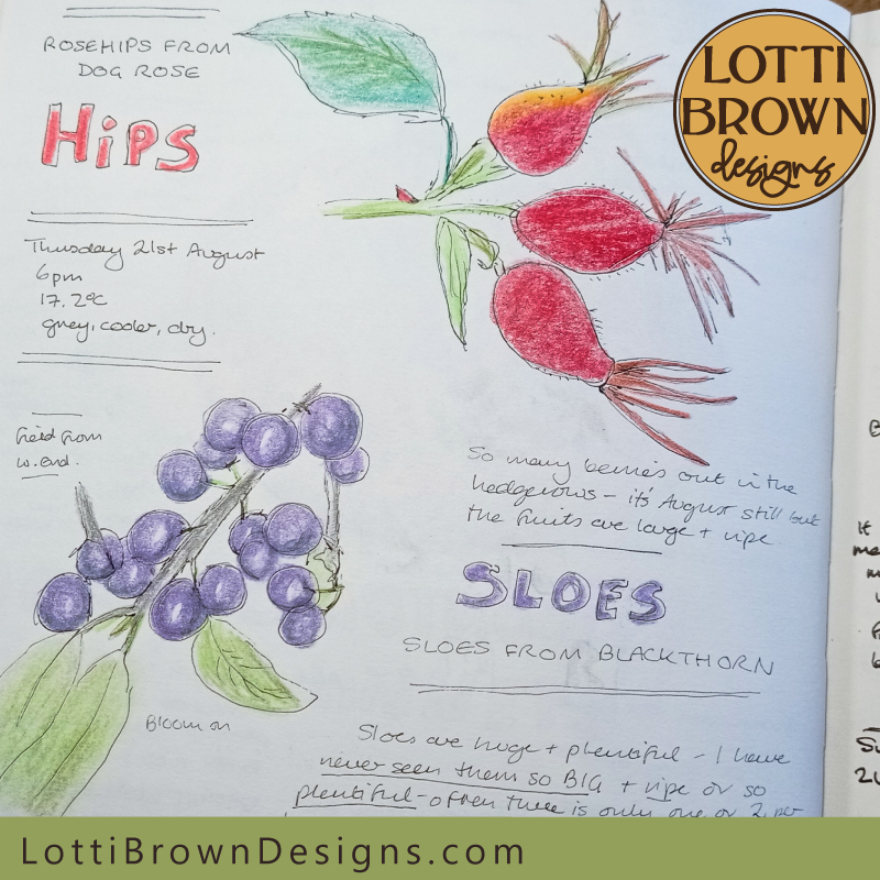 Hips and sloes nature journal page