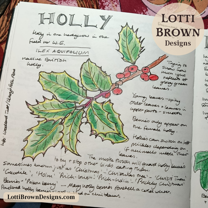 Holly and berries in my December nature journal
