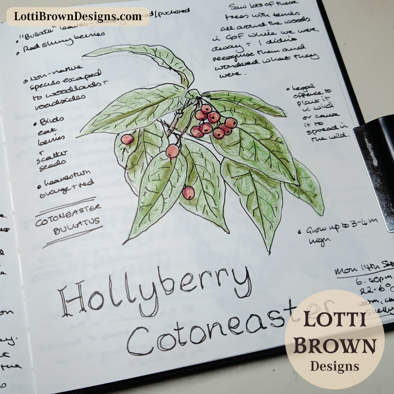 Hollyberry cotoneaster journal page