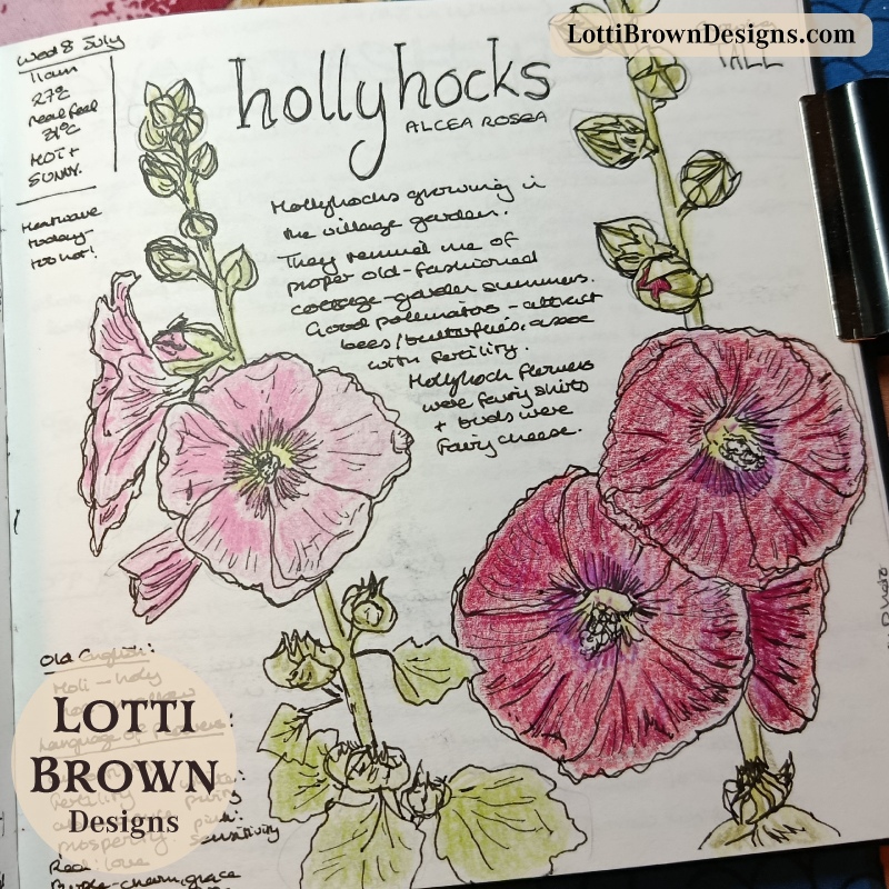 hollyhocks nature journal page