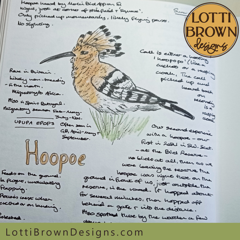 Hoopoe nature journal page