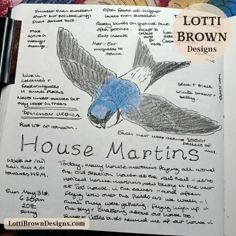 house martin in my nature journal