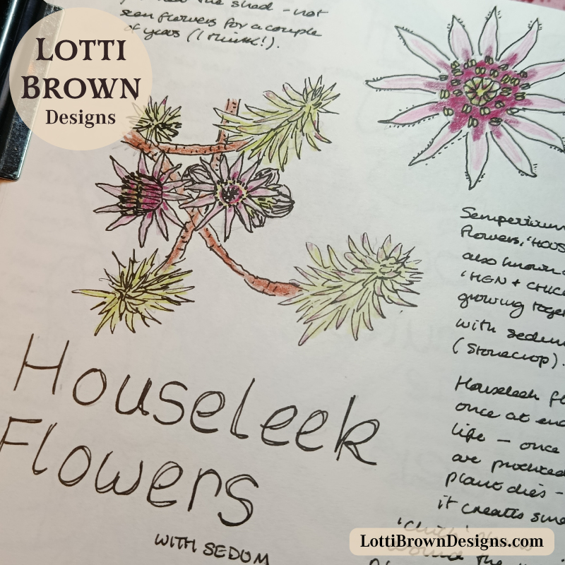 Houseleek flower