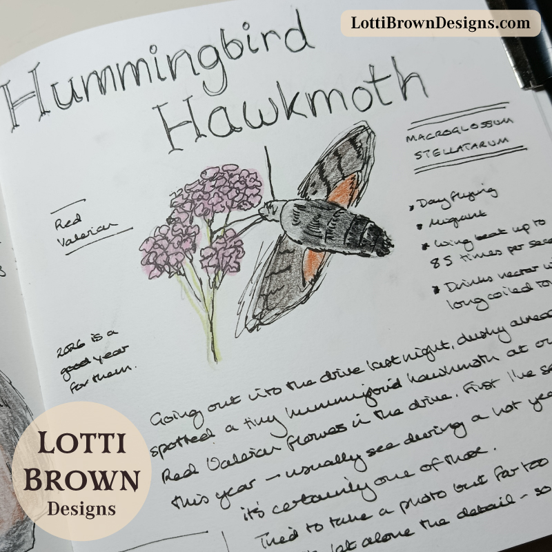 Hummingbird hawkmoth in my nature journal