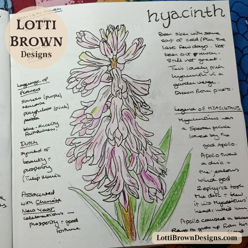 March hyacinth in flower - in my nature journal