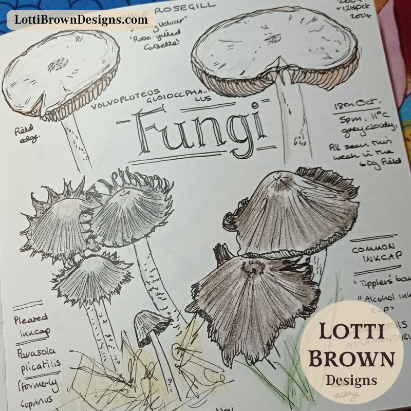 Journaling fungi in my nature journal