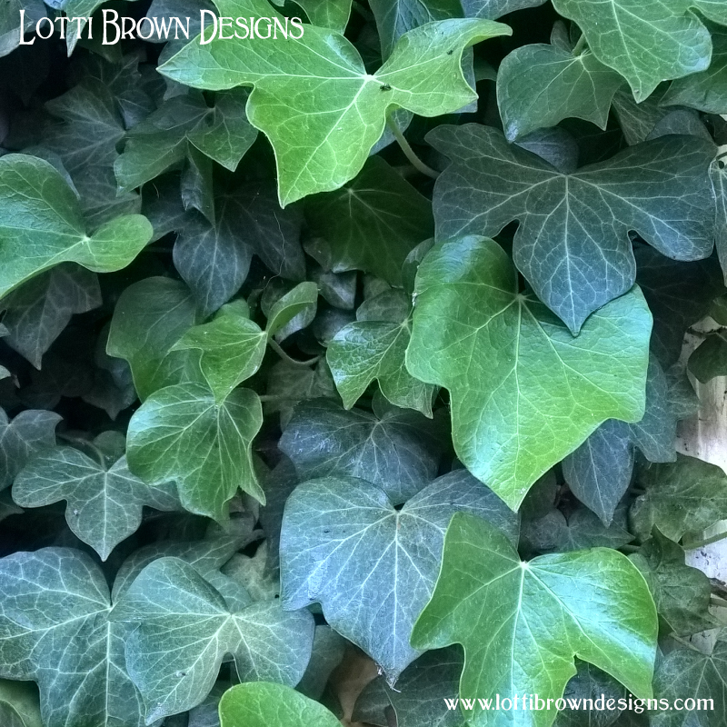 Ivy photo 05