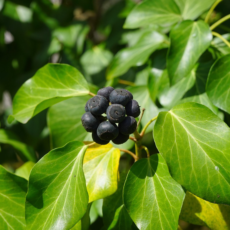 Ivy berries
