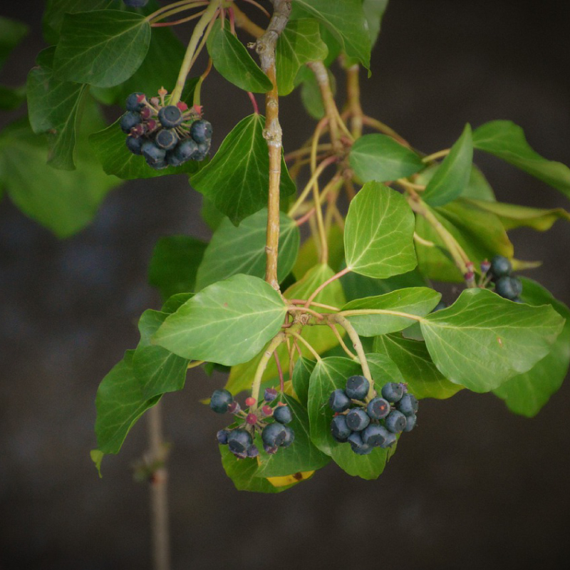 Ivy berries 2