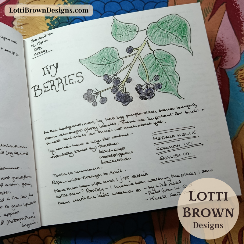 Ivy berries nature journal page