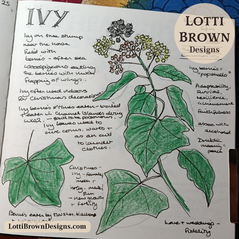 Ivy with berries in my winter nature journal