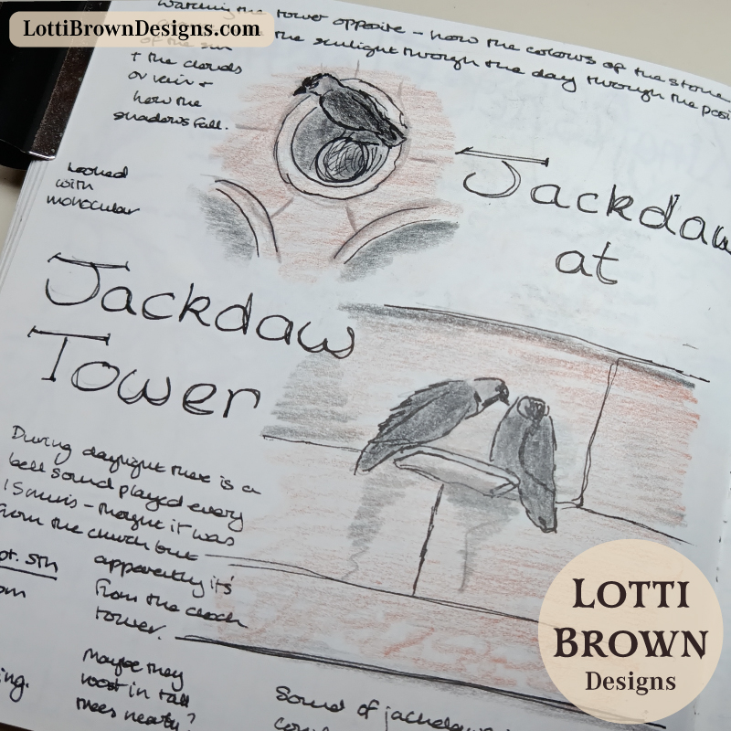 Jackdaw sketches