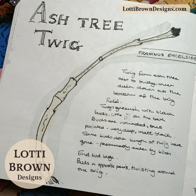 Winter trees - ash tree twig drawn in my January nature journal