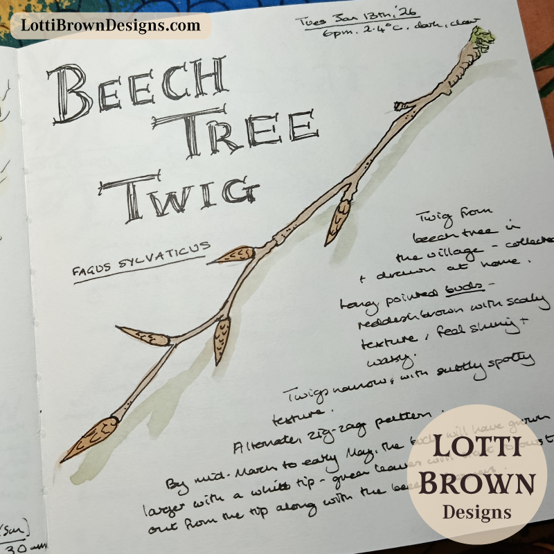 Winter trees - beech tree twig with long buds - in my nature journal
