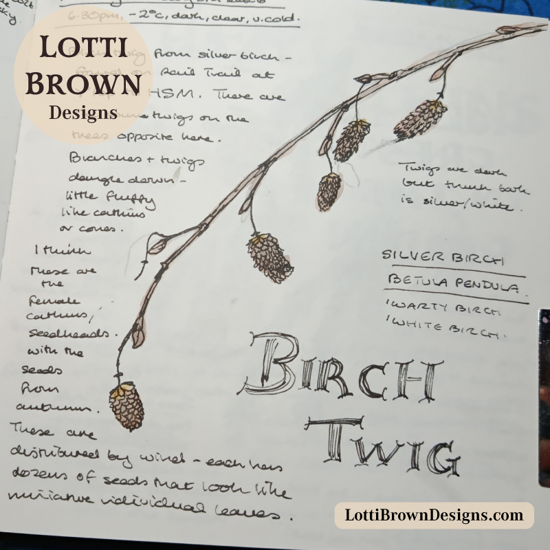 Winter trees - birch tree twig drawn in my January nature journal