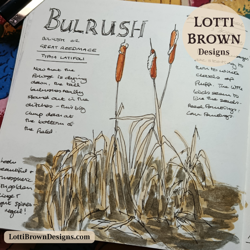 Winter bulrush in my nature journal