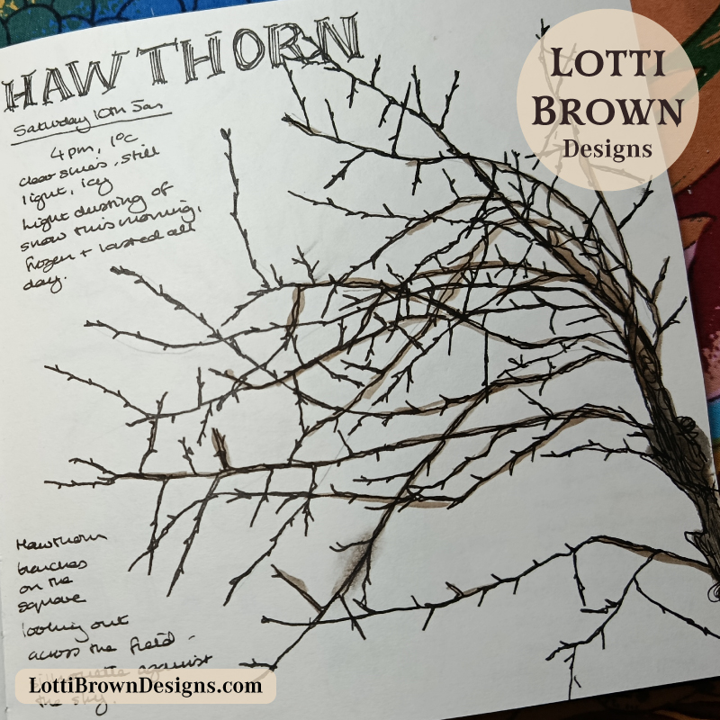 Drawing January hawthorn branches