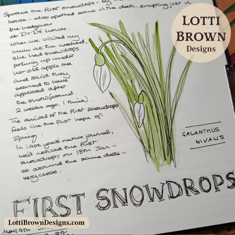 The first snowdrops of January recorded in my nature journal