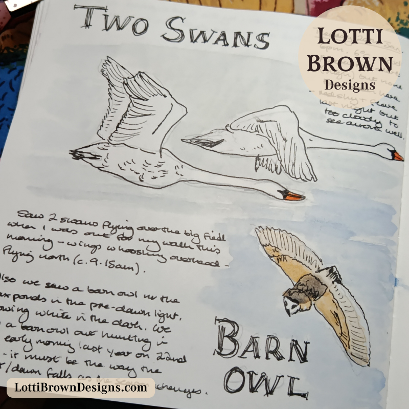 January nature journal page with swans and barn owl