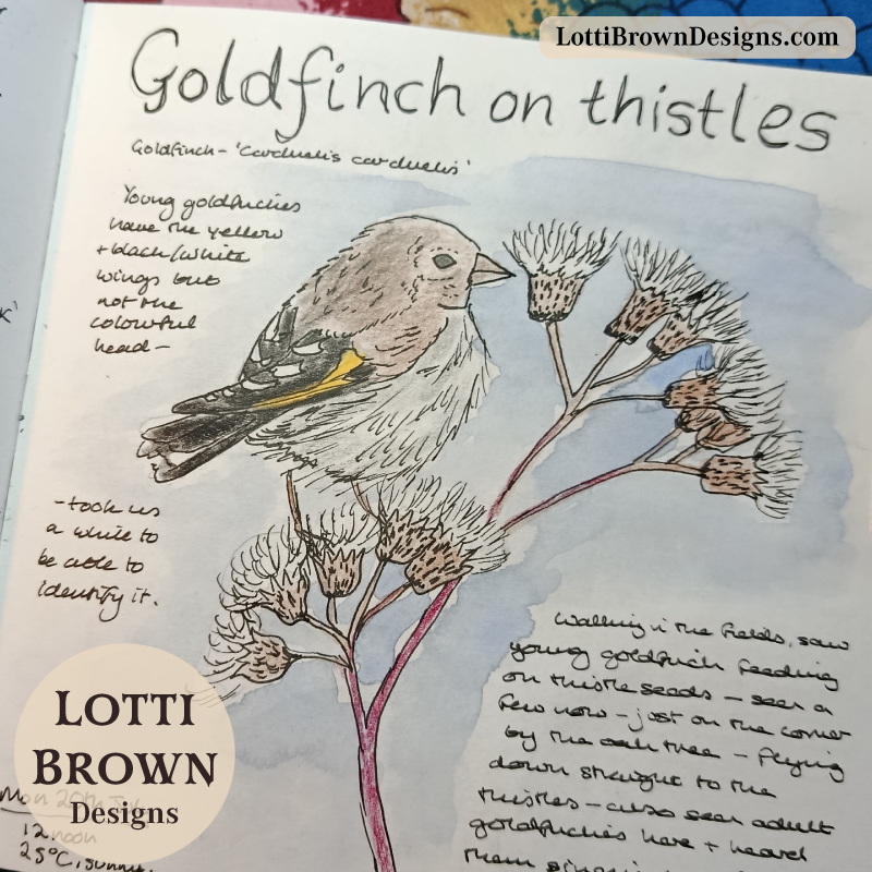 Juvenile goldfinch on thistle - drawing
