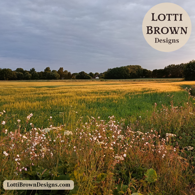 June field with barley and wildflowers