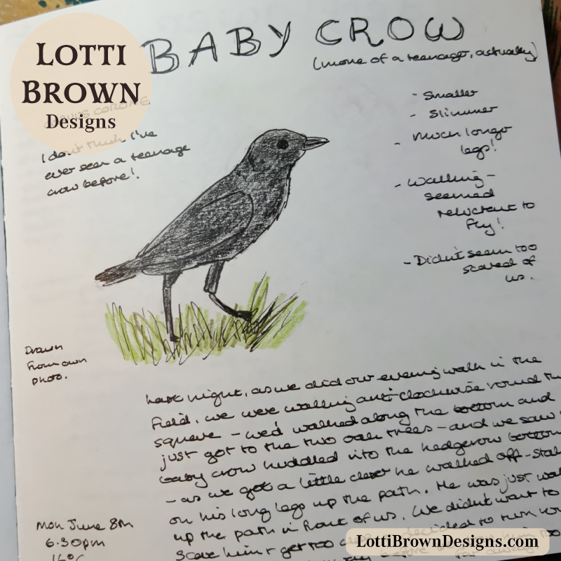 Baby crow nature journal page