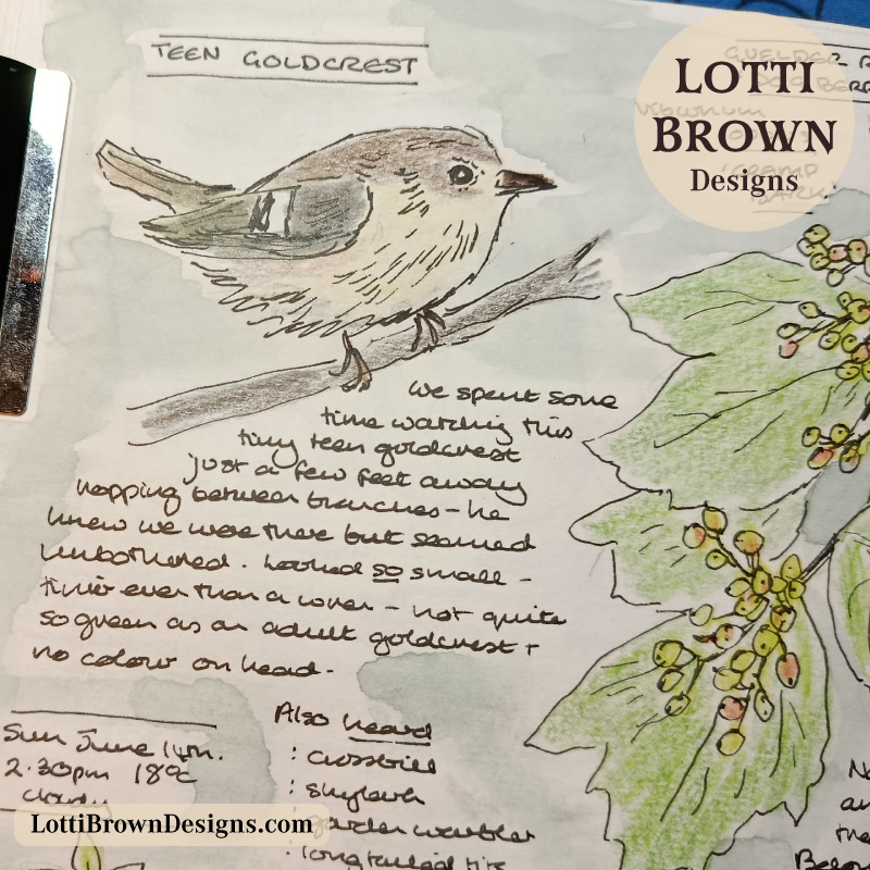 Drawing of a juvenile goldcrest